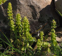 Image of Cruciata articulata (L.) Ehrend.