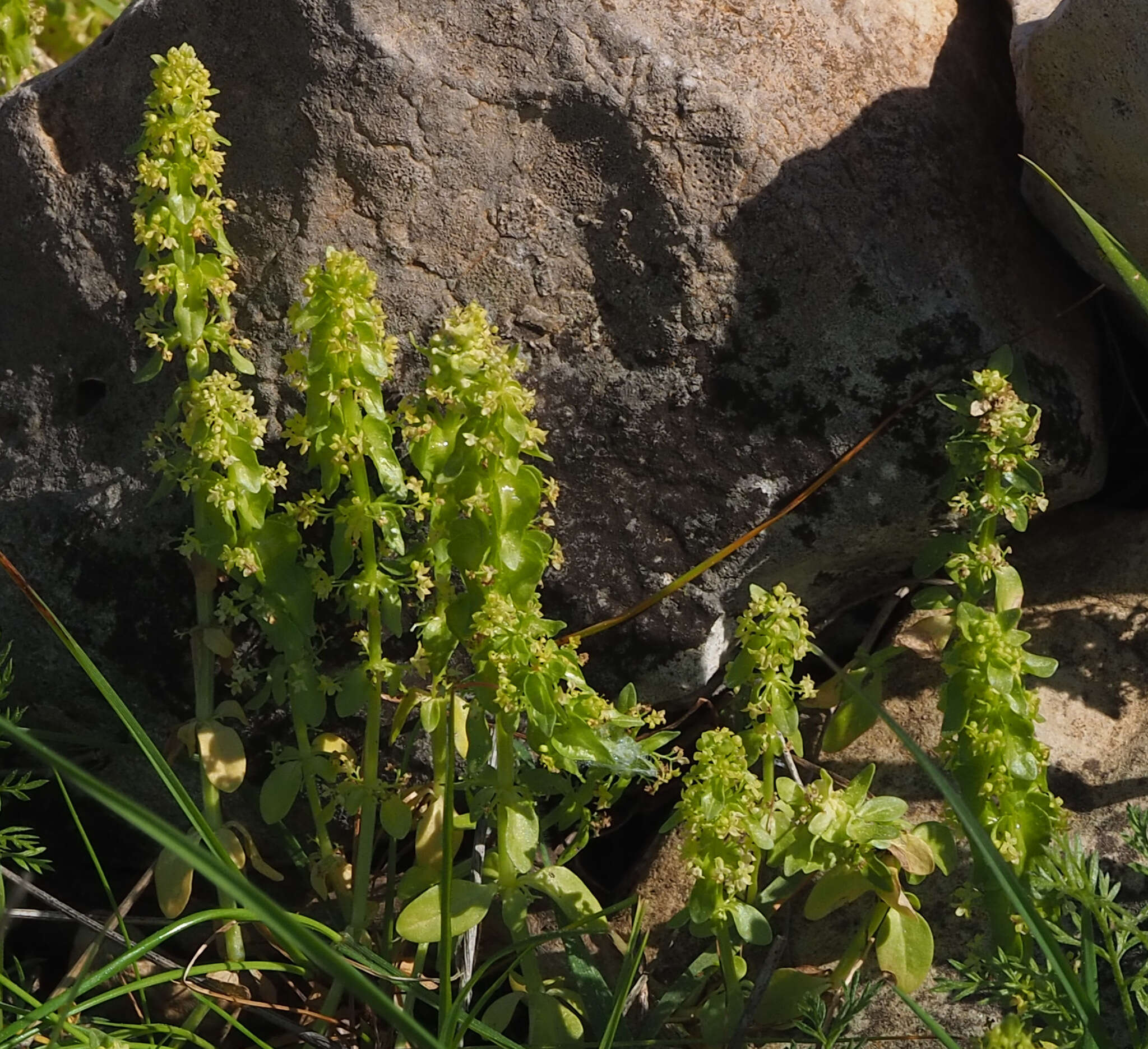 Image of Cruciata articulata (L.) Ehrend.