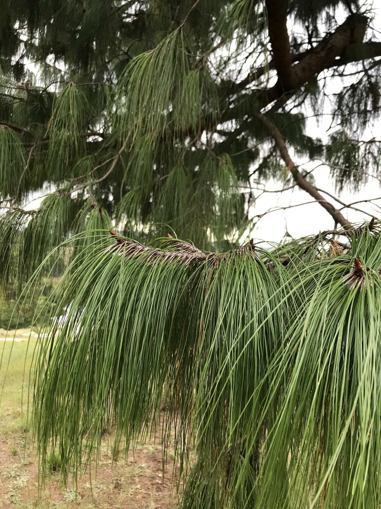 Image of Jelecote Pine