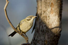 Image of Brown-headed Honeyeater