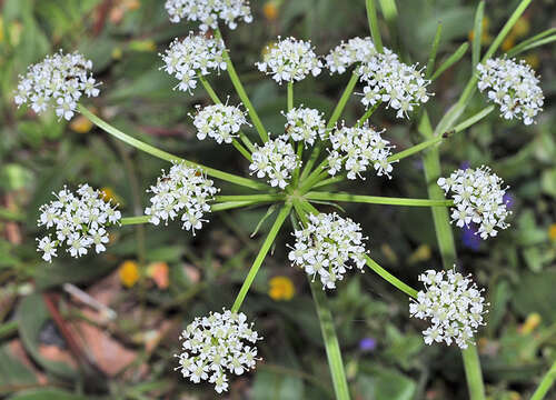 Image of Bunium pachypodum P. W. Ball