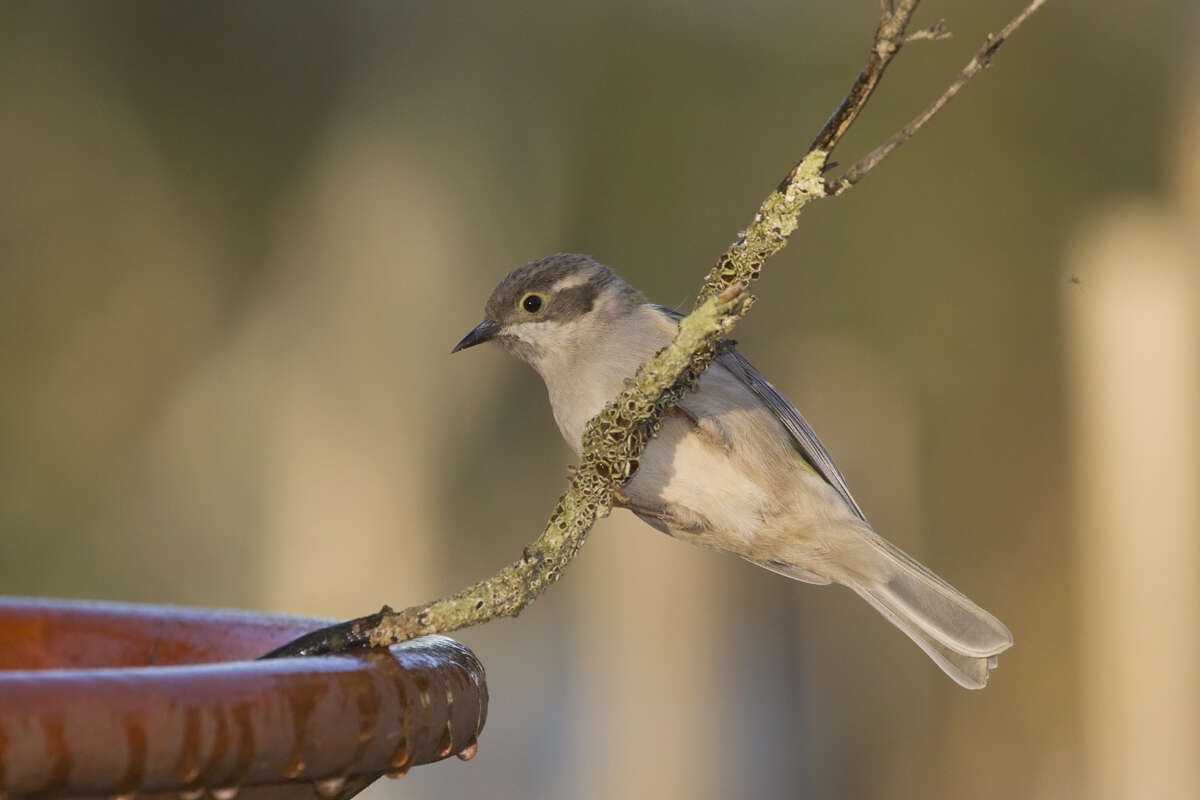 Image of Brown-headed Honeyeater