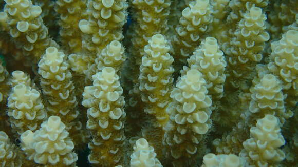 Image of Staghorn coral