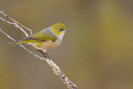 Image of Silvereye