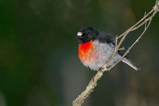 Image of Scarlet Robin