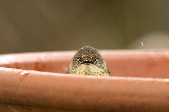 Image of Buff-rumped Thornbill