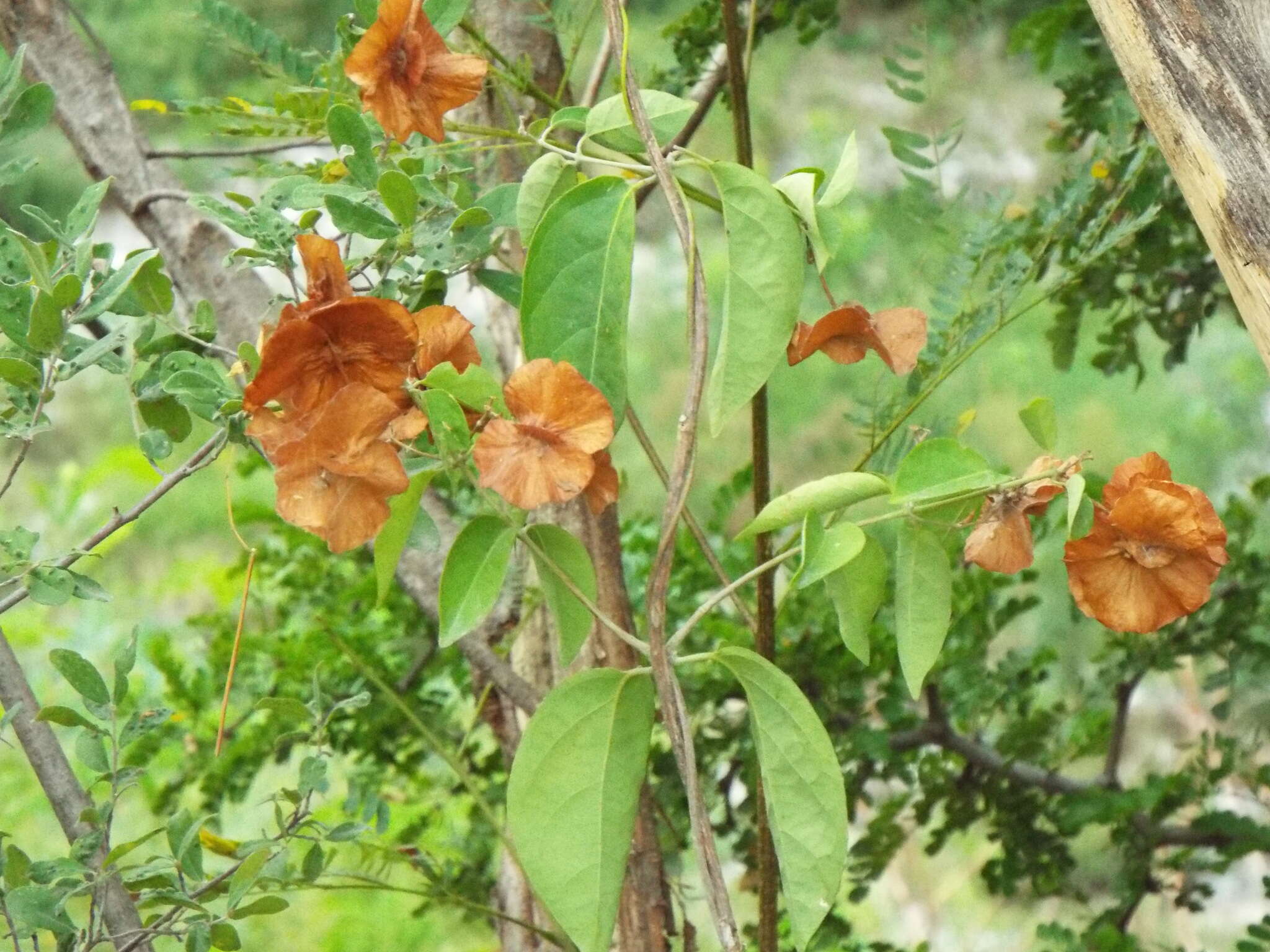 Image of Callaeum septentrionale (A. Juss.) D. M. Johnson