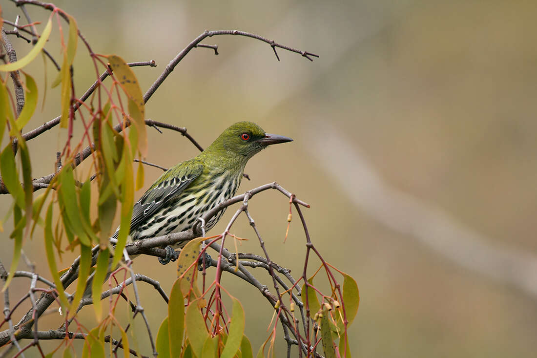 Image of Olive-backed Oriole