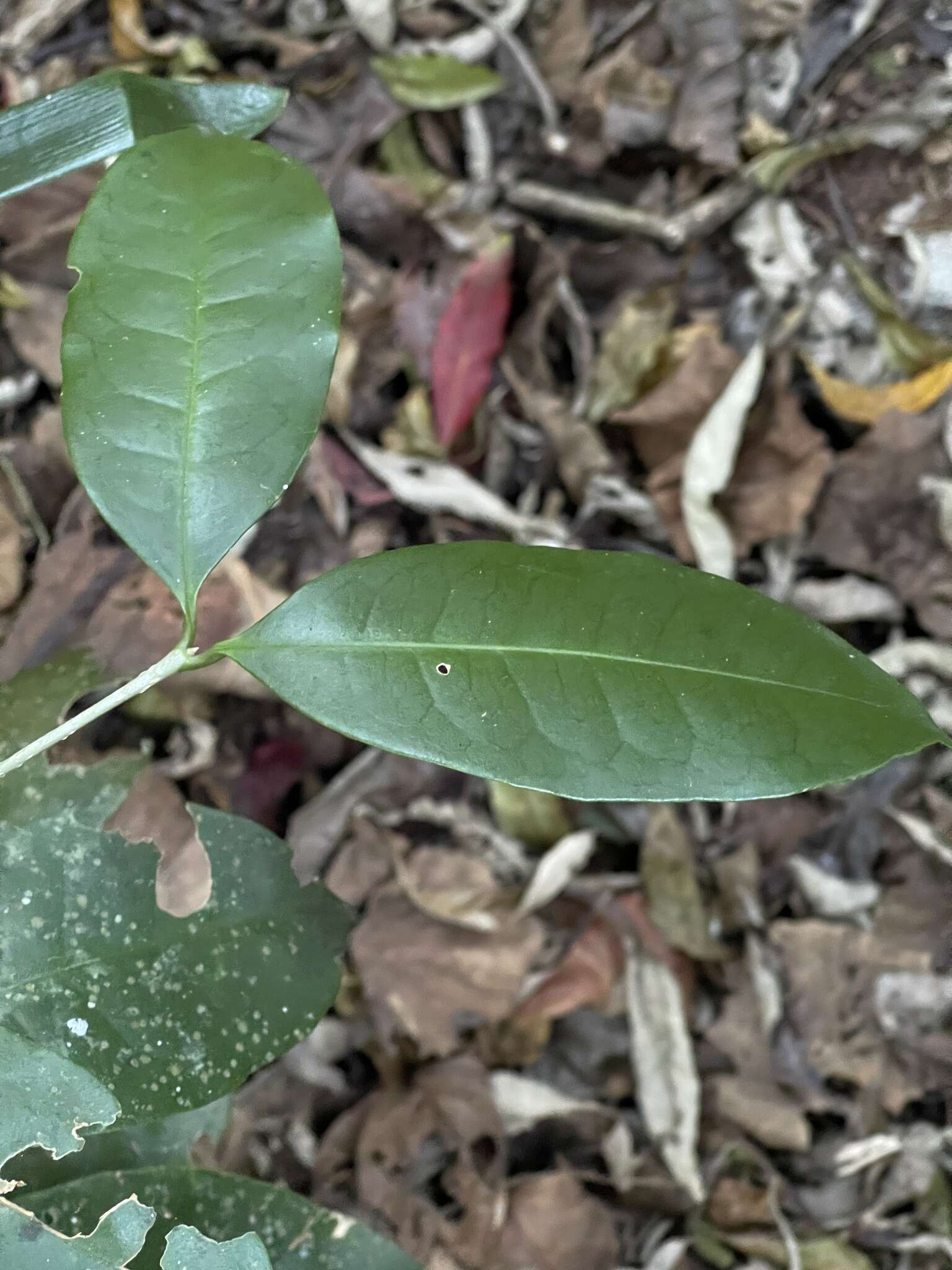 Image of Noronhia foveolata subsp. major (I. Verd.) Hong-Wa & Besnard