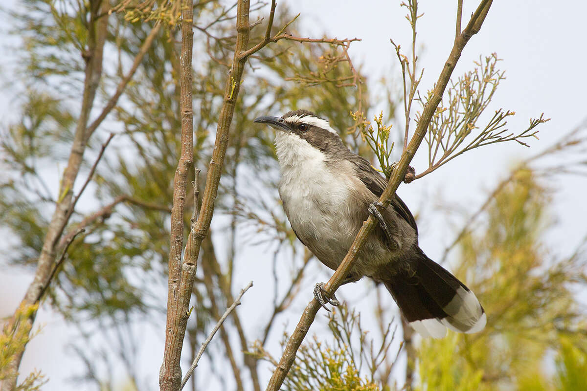 Image of White-browed Babbler