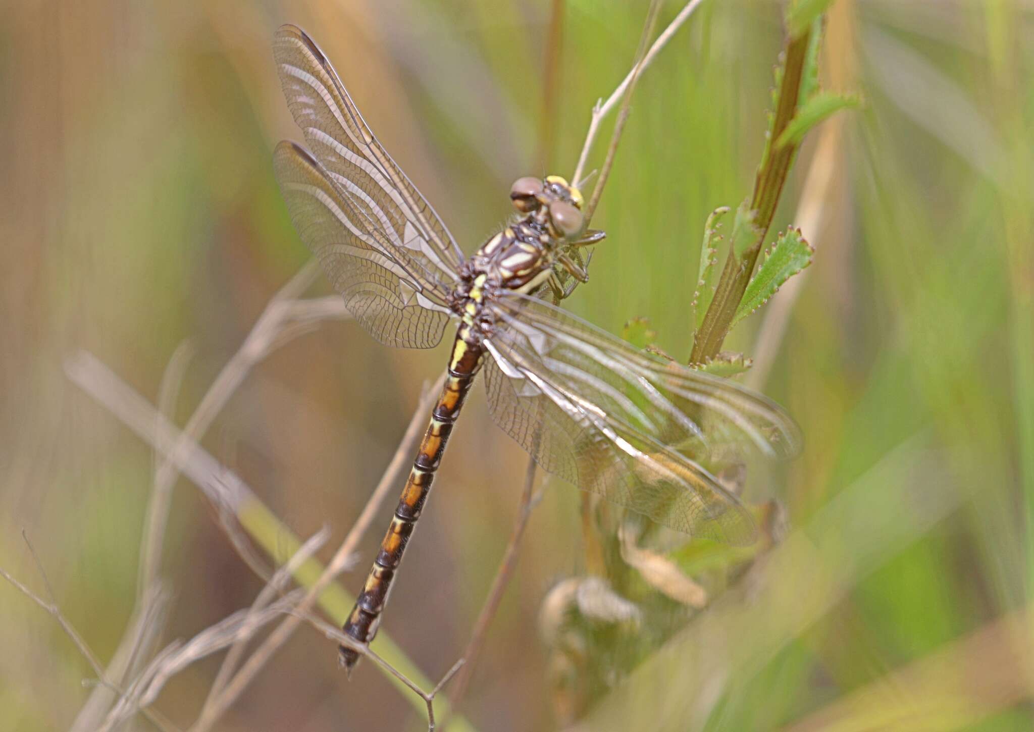 صورة Paragomphus cognatus (Rambur 1842)