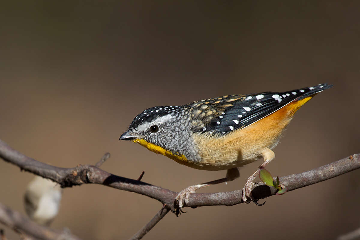 Imagem de Pardalotus punctatus (Shaw 1792)