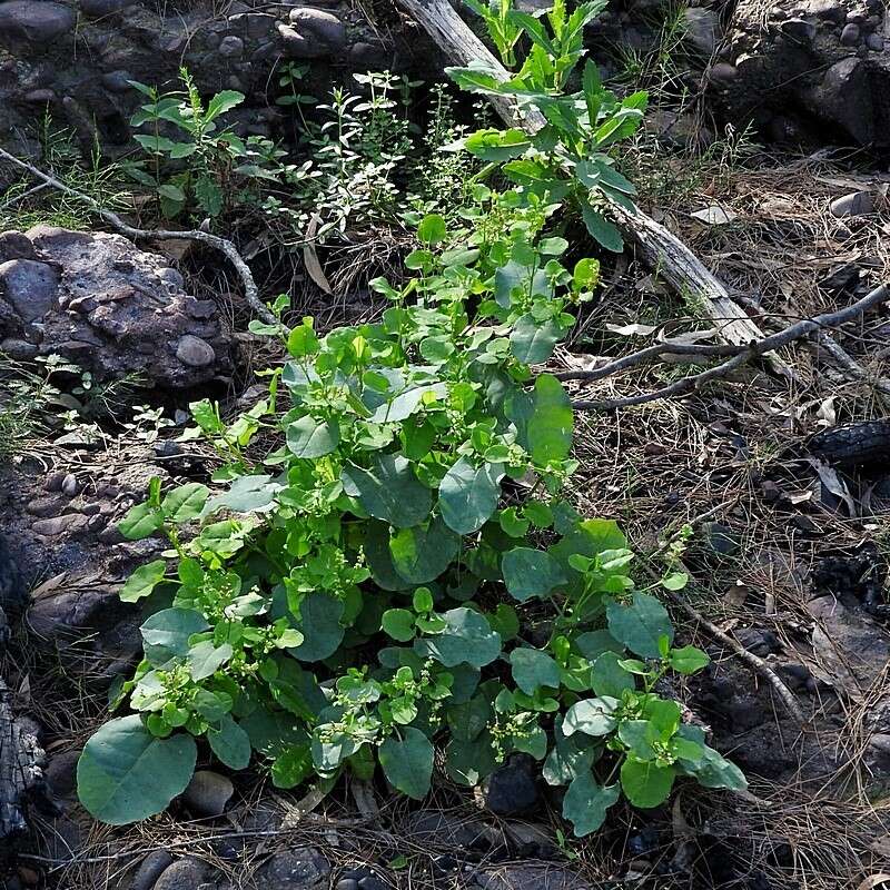 Слика од Muehlenbeckia rhyticarya F. Müll.