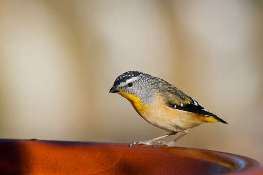 Image of Spotted Pardalote