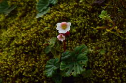 Image of Begonia pleiopetala A. DC.