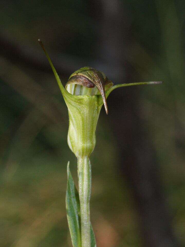 Image of Summer greenhood