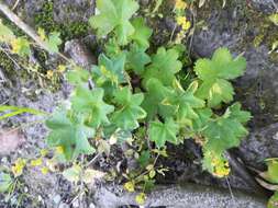 Image of Alchemilla plicata Buser