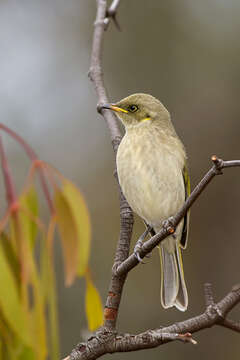 Image of Fuscous Honeyeater