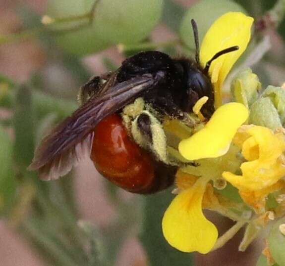 Image of Andrena prima Casad 1896