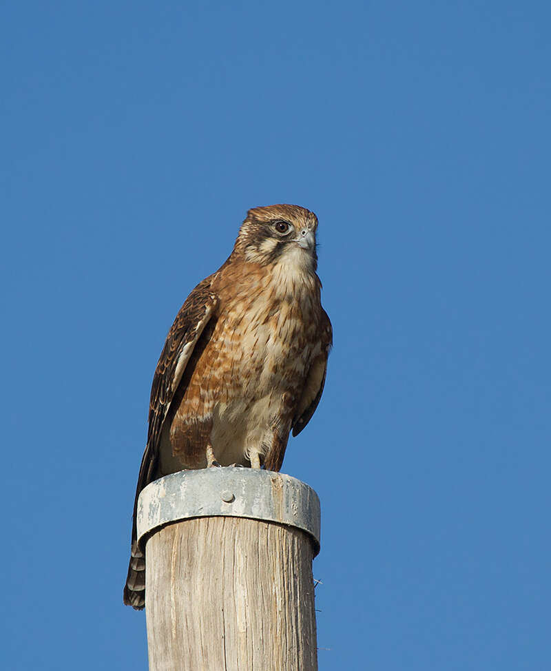 Image of Brown Falcon