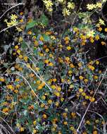 Image of Crotalaria filipes Benth.