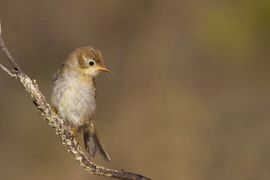 Image of Brown-headed Honeyeater