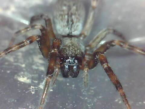 Image of Desid spider