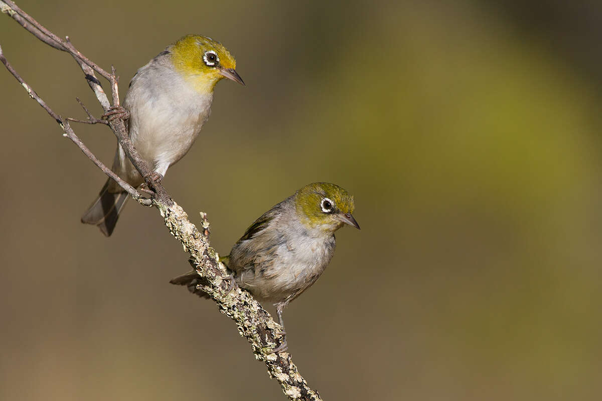 Image of Silvereye