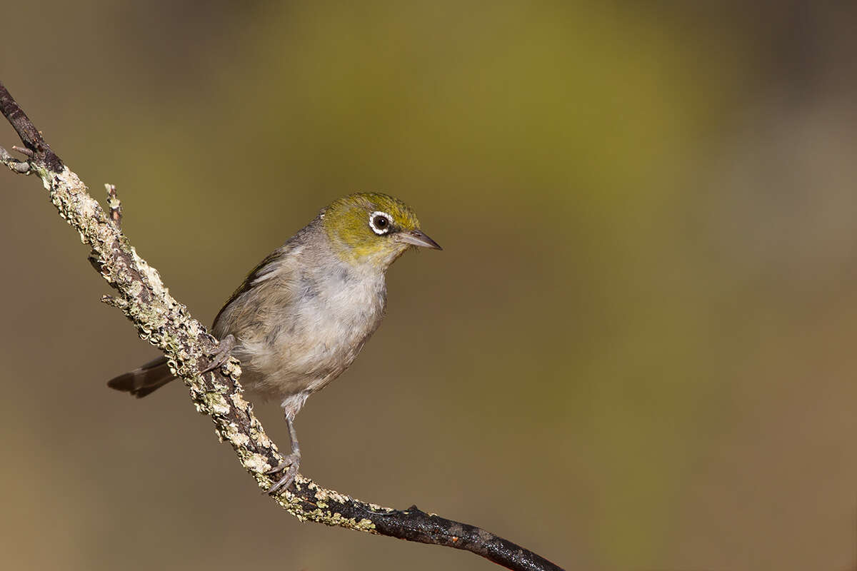 Image of Silvereye