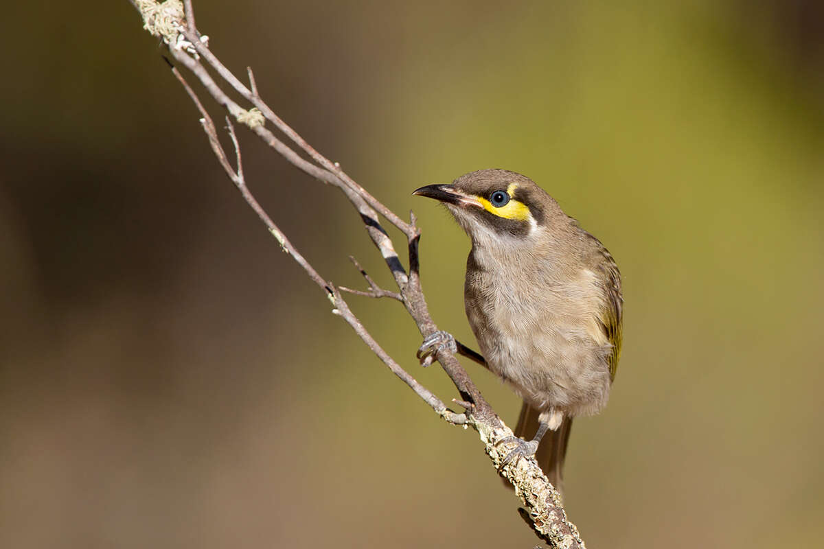 Image of Caligavis Iredale 1956