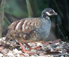 Arborophila campbelli (Robinson 1904) resmi