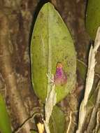 Image of Fly-carrying Restrepia