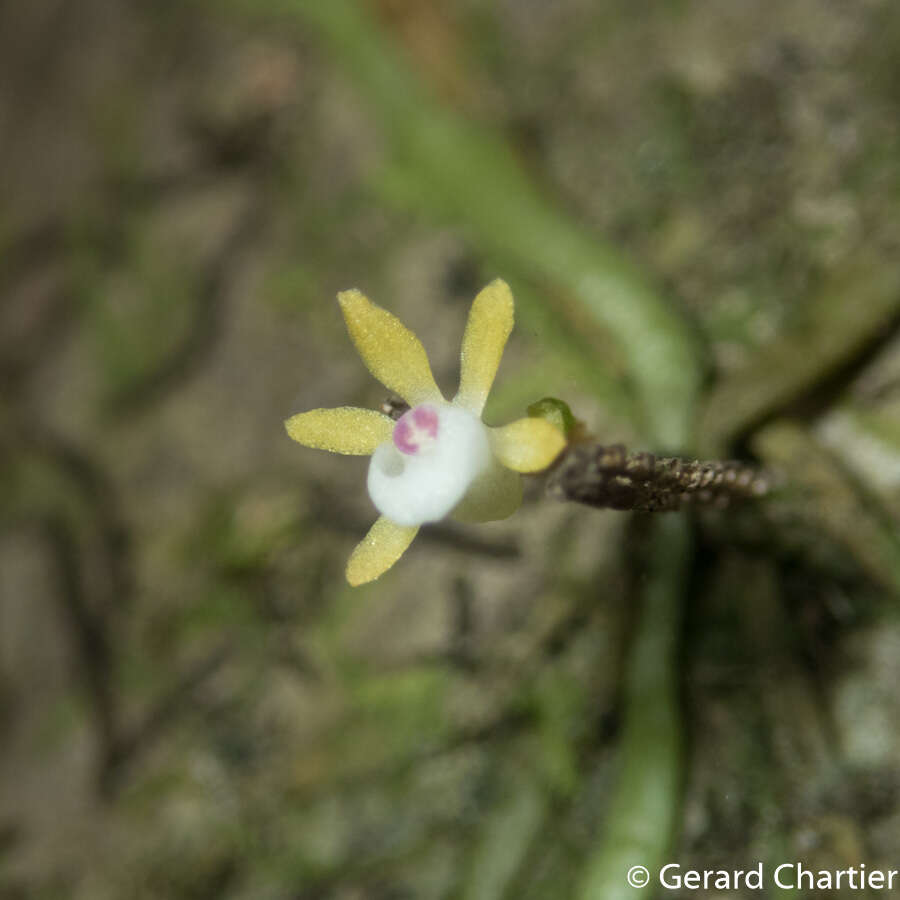 Image of Taeniophyllum pusillum (Willd.) Seidenf. & Ormerod