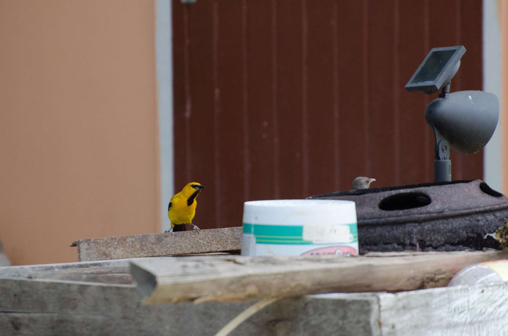 Image of Yellow Oriole