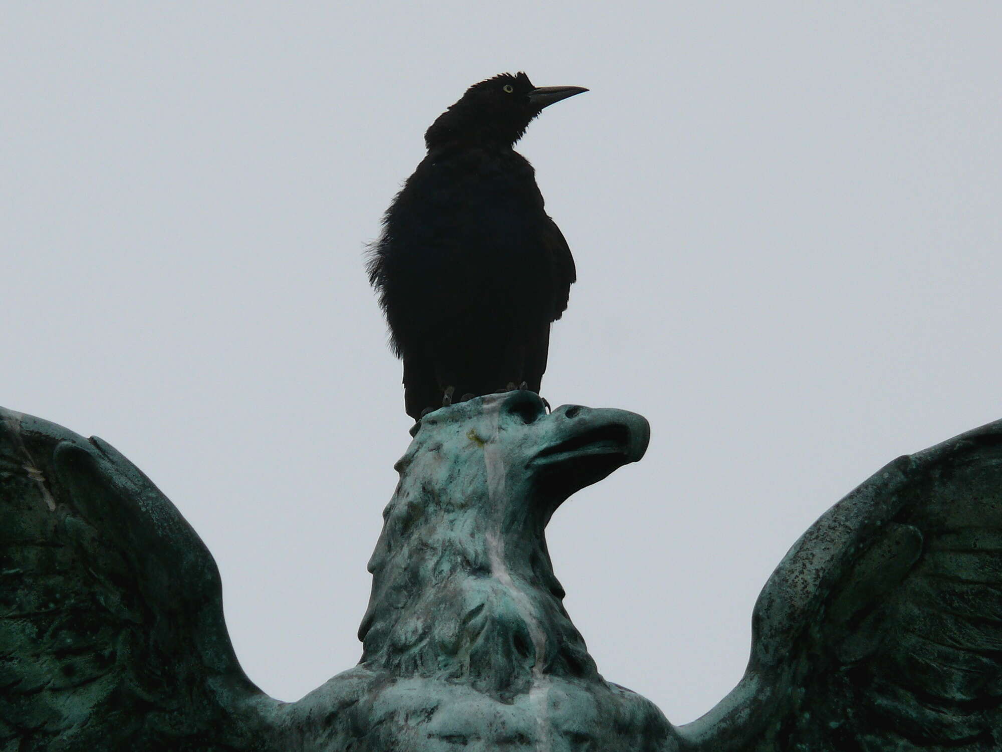 Image of Boat-tailed Grackle