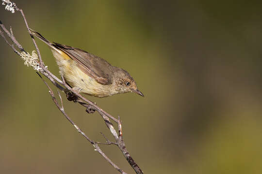 Image of Buff-rumped Thornbill