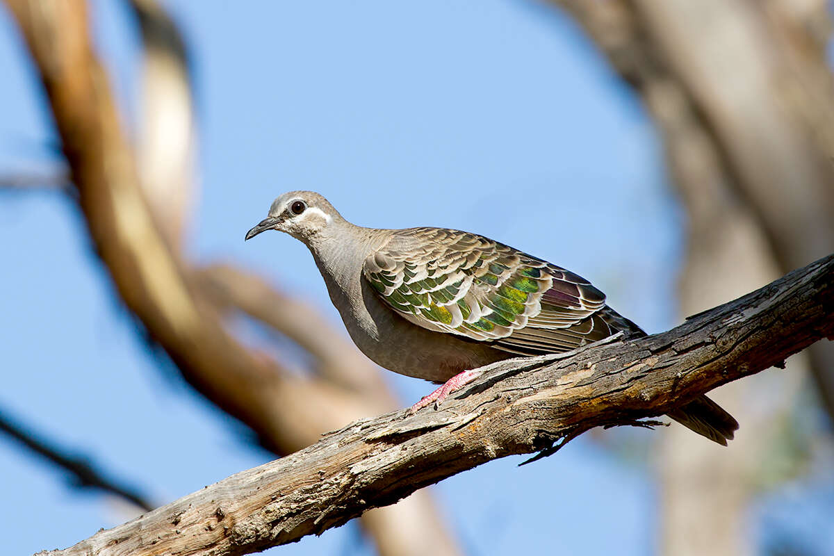 Image of Common Bronzewing