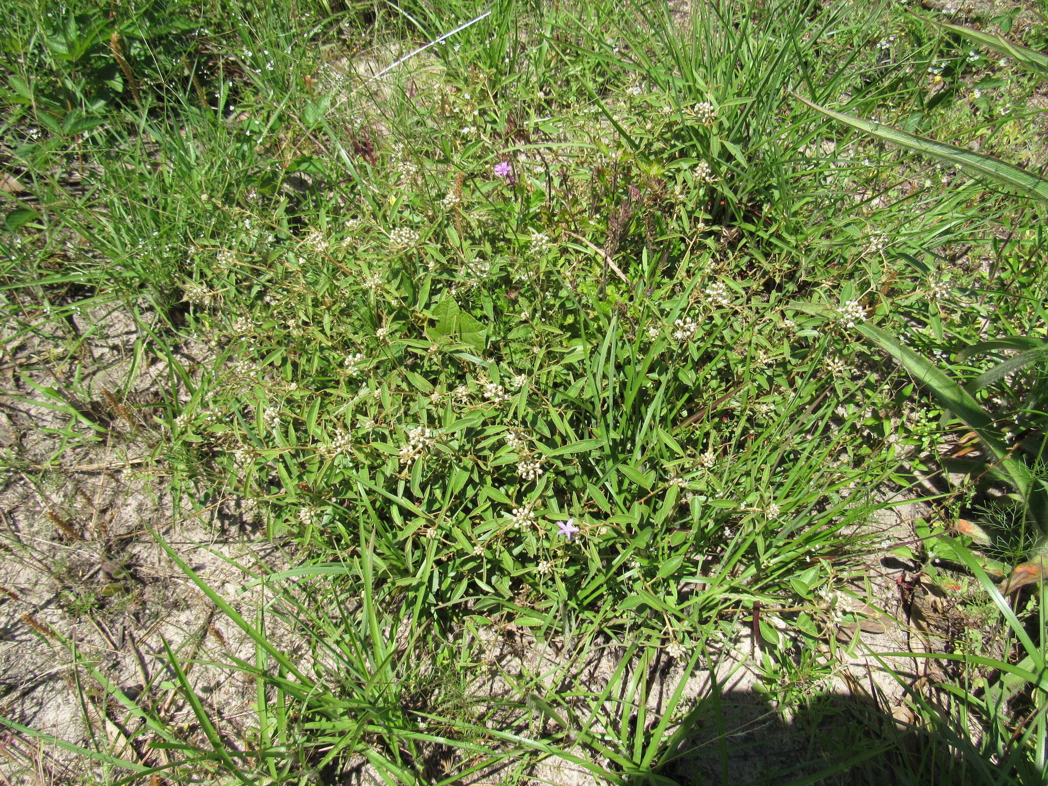 Слика од Croton argyranthemus Michx.