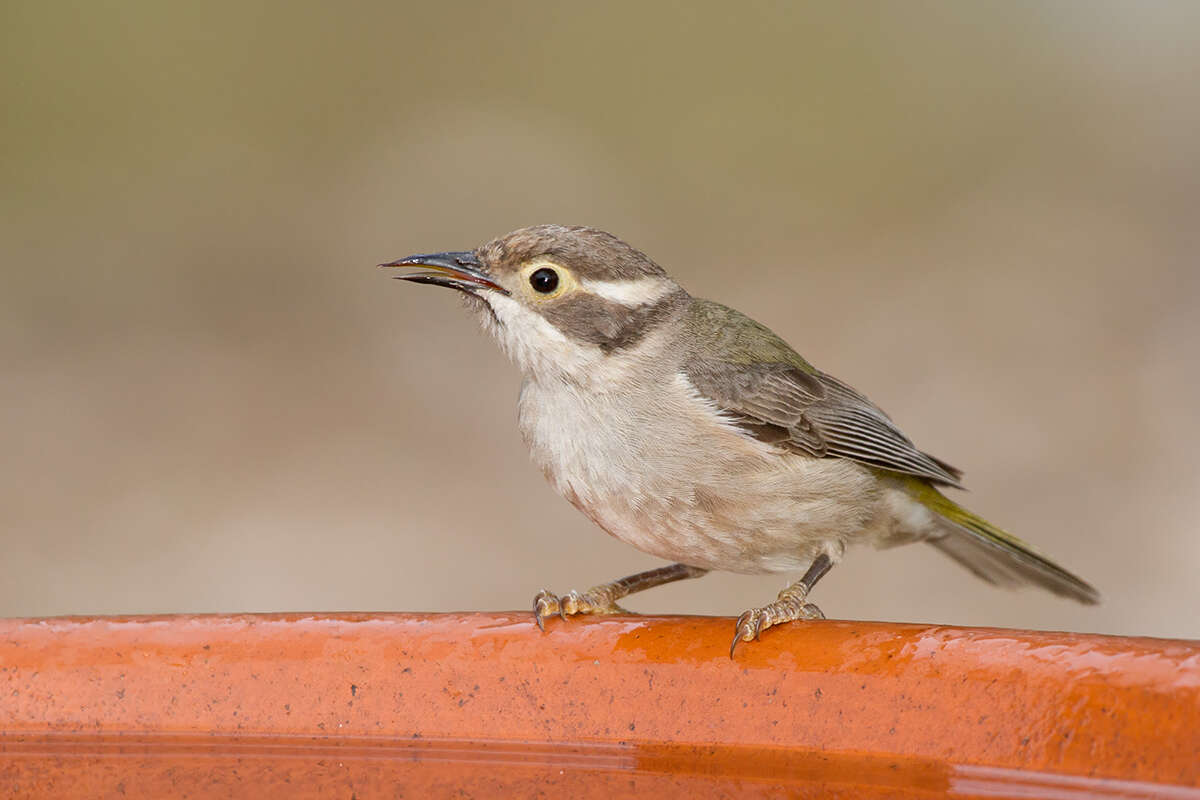 Image of Brown-headed Honeyeater