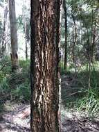 Image of Allocasuarina decussata (Benth.) L. A. S. Johnson