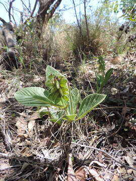 Image of Heartleaf Eriosema