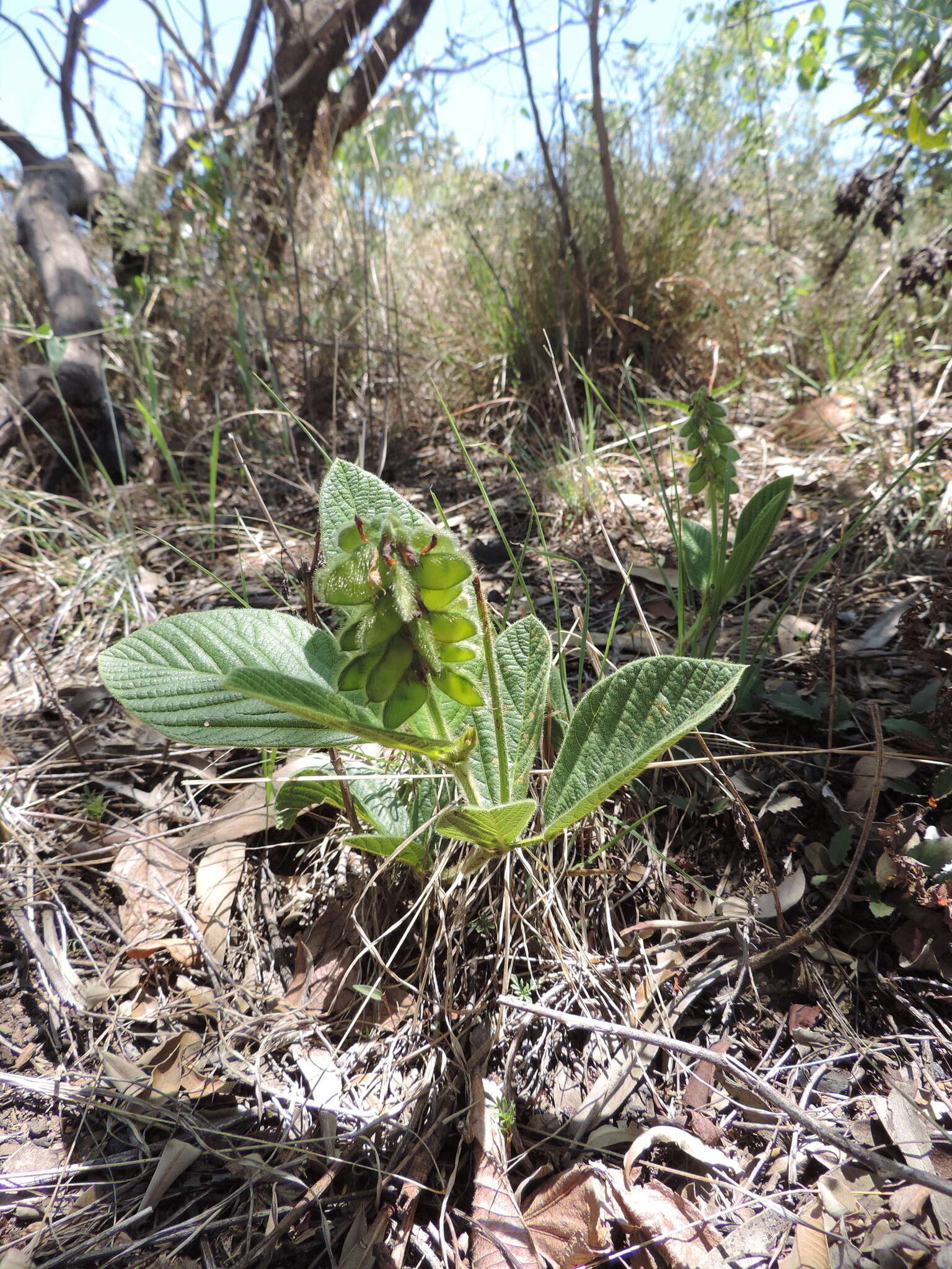 Image of Eriosema cordatum E. Mey.