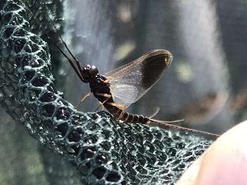 Leptophlebia nebulosa (Walker 1853) resmi