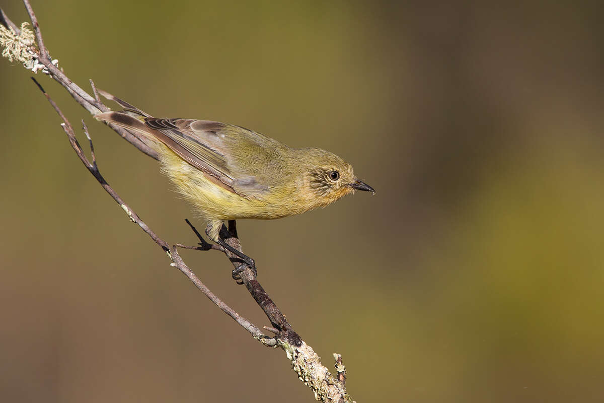 Image of Yellow Thornbill