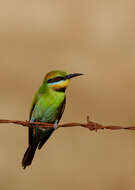 Image of Rainbow Bee-eater