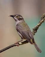 Image of Brown-headed Honeyeater