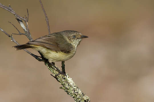 Image of Buff-rumped Thornbill