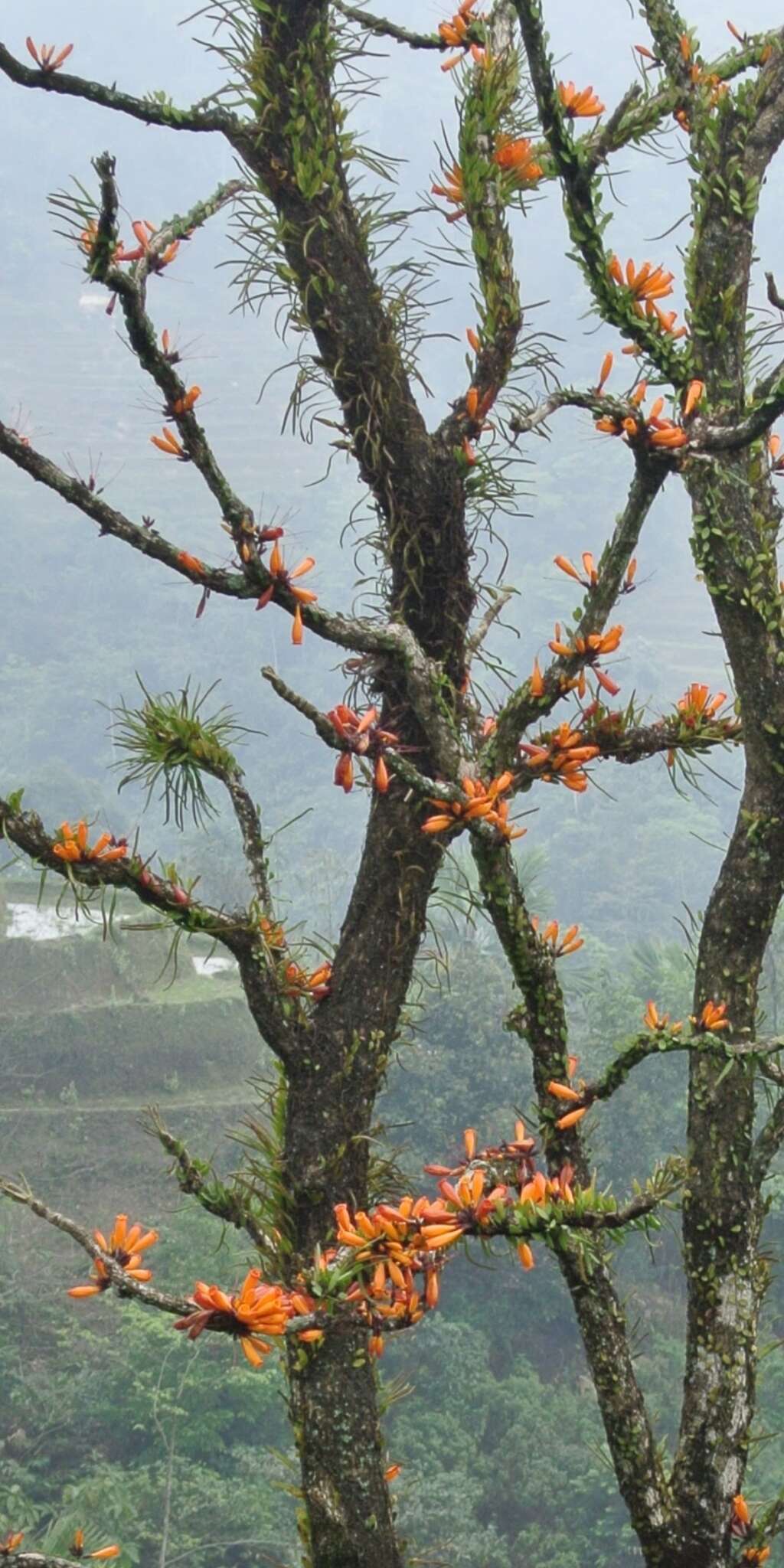 Image de Radermachera ignea (Kurz) Steenis