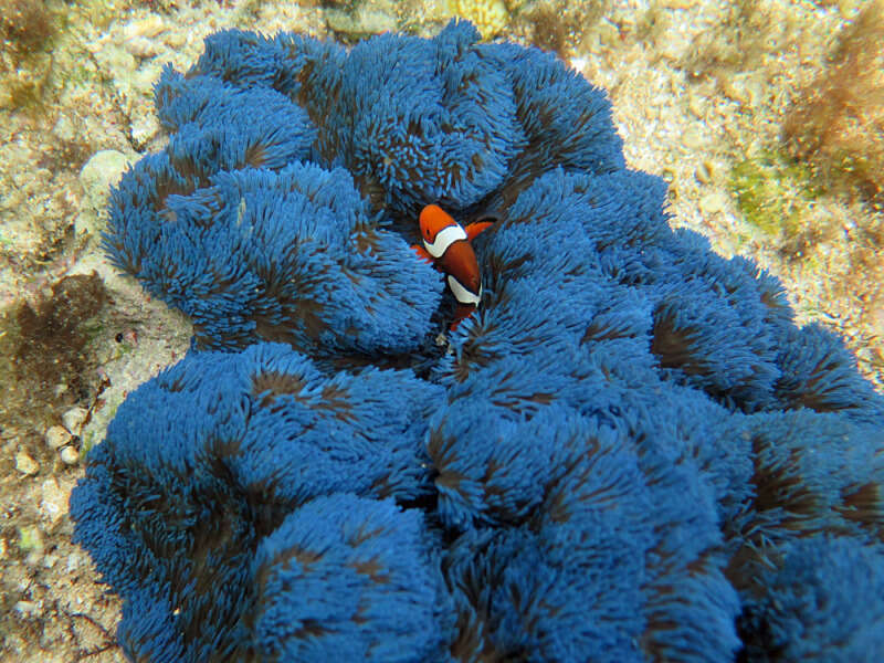 Image of Gigantic sea anemone