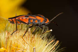Image of seed bugs
